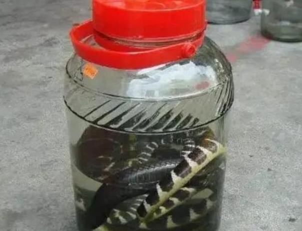 b体育app-男子用2条毒蛇泡酒,12年后打开本想品尝美酒,谁知出现惊人现象